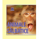 Animale sălbatice - carte cartonată ”acordeon” pentru bebeluși și copii mici Animale sălbatice - carte cartonată ”acordeon” pentru bebeluși și copii mici