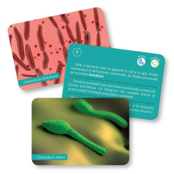 Bacterii și virusuri - Cărți de joc educative Montessori pentru 6-12 ani Bacterii și virusuri - Cărți de joc educative Montessori pentru 6-12 ani