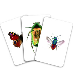 Insecte din România - Cărți de joc bilingve Montessori - Vocabular Insecte din România - Cărți de joc bilingve Montessori - Vocabular